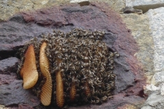 Bienenvolk in der Mauernische einer Burg, Mauerwerk mit Propolis überzogen