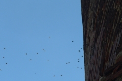 Bienenvolk lebt im Mauerwerk eines historischen Burgturmes